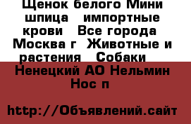 Щенок белого Мини шпица , импортные крови - Все города, Москва г. Животные и растения » Собаки   . Ненецкий АО,Нельмин Нос п.